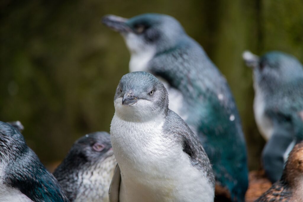 Pingüino Azul. Foto por Envato.