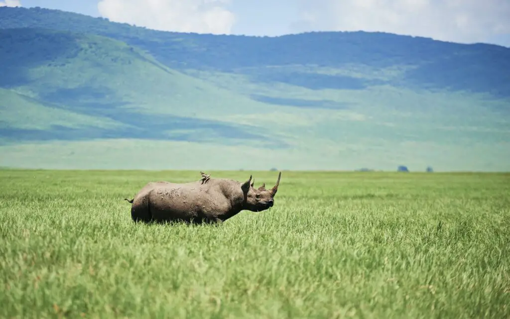 White rhinoceros in the grass