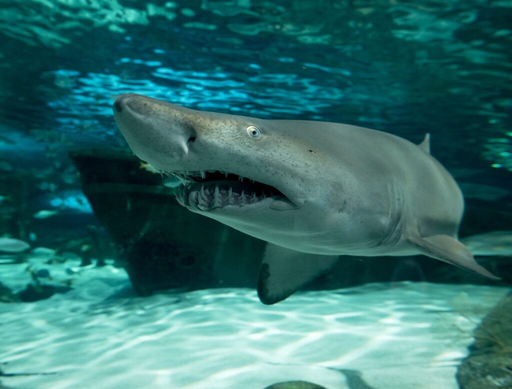 Wide angle, underwater view of sand tiger shark, carcharias taurus.