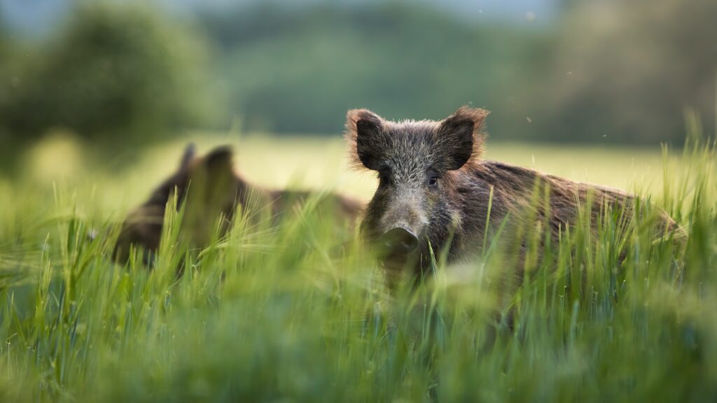 Wild boars feeding on green grain field in summer.
