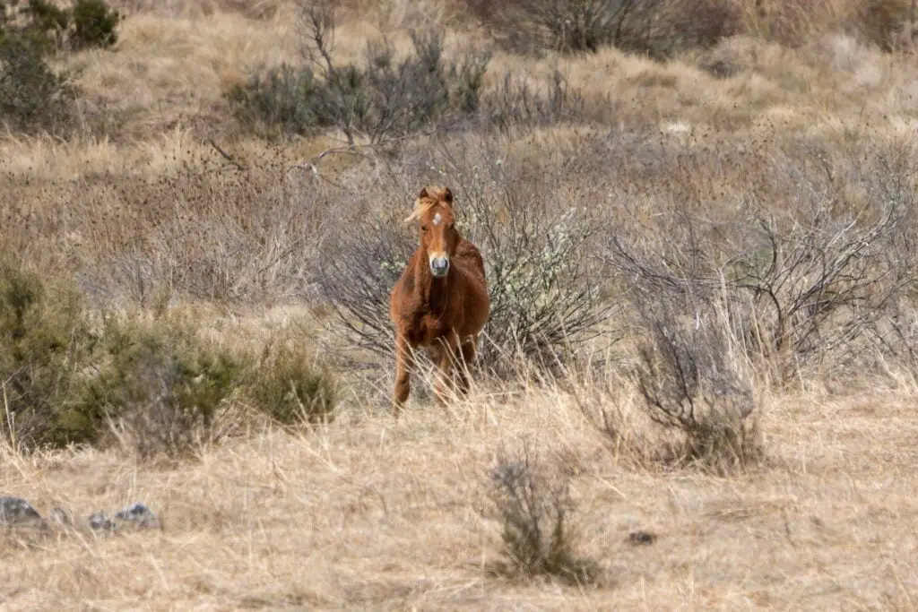 Wild Brumby horse in field staring straight ahead