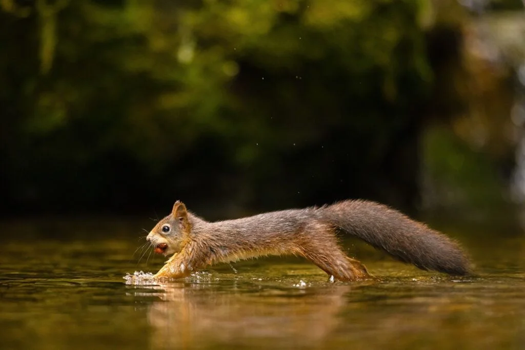 Wild red squirrel jumping in the water with a nut in mouth