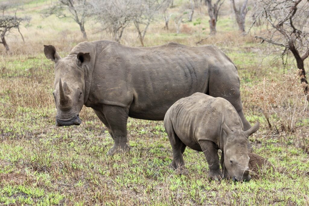 Wild Rhinoceros and baby rhinoceros in landscape