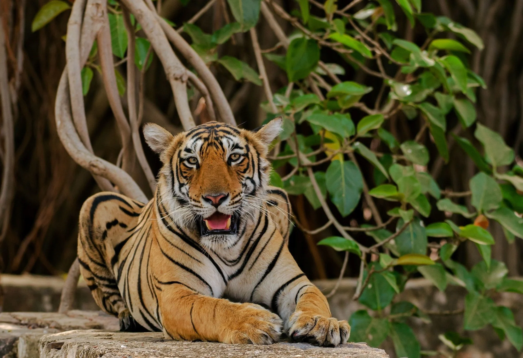 Wild tiger laying down on rocks with its mouth open looking towards the camera