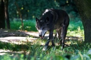 Wolf (Canis lupus)
