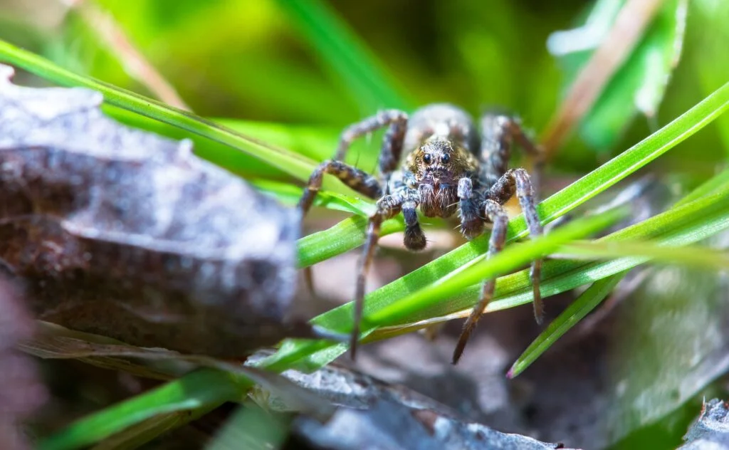 Wolf Spider in the Grass in England