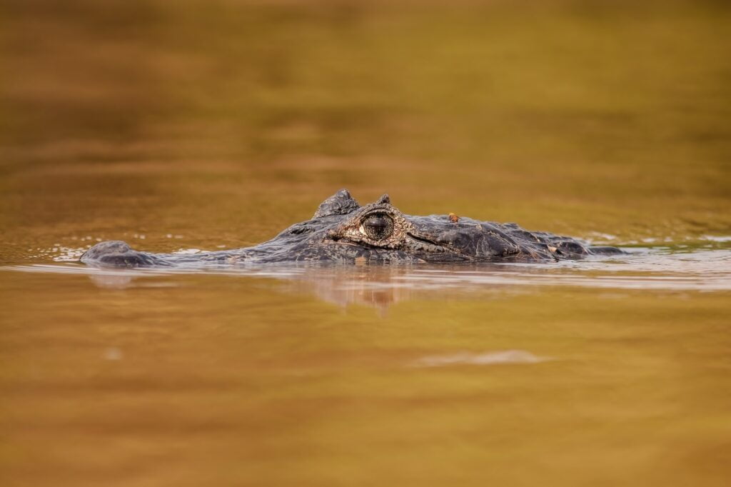 Yacare caiman swimming in river and breaching water surface