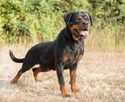 Rottweiler. Foto por Envato.