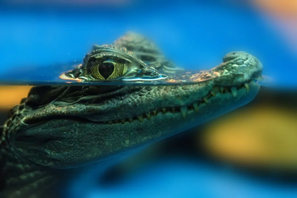 Young spectacled caiman or Caiman crocodilus