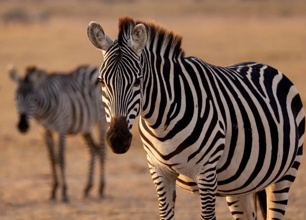 Zebra in the Mara, Africa